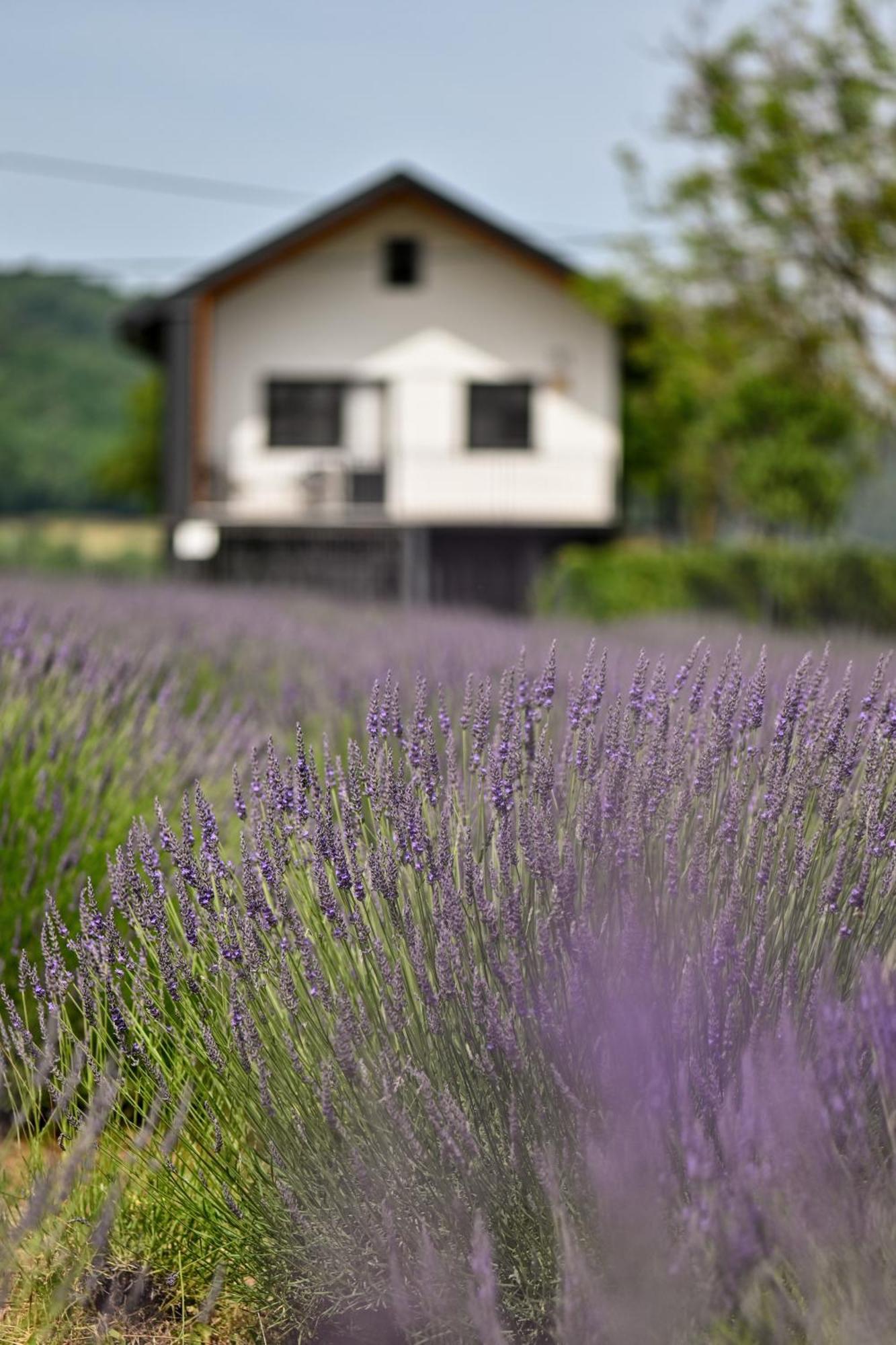 Vacation Home - Nest Kalnik Dış mekan fotoğraf